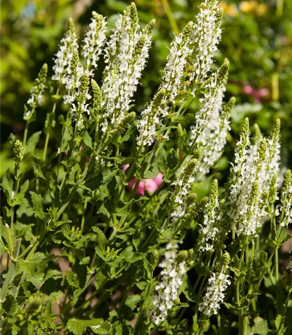 Salvia nemorosa 'Adrian'