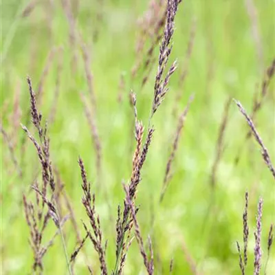 Topfgrösse 1 Liter - Pfeifengras - Molinia caerulea 'Edith Dudszus'