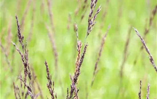 Molinia caerulea 'Edith Dudszus'