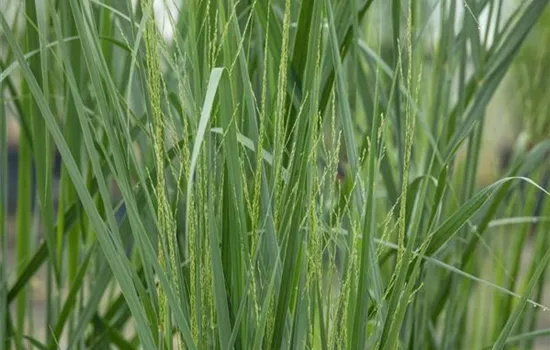 Panicum virgatum 'Northwind'