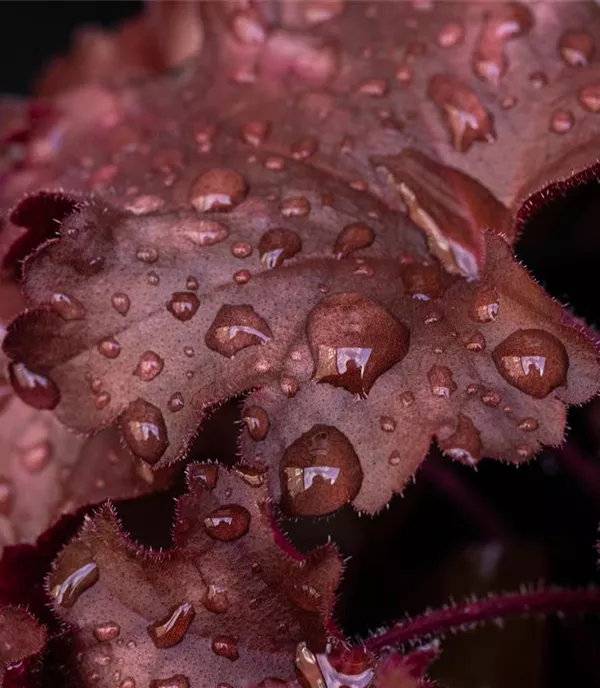 Heuchera 'Chateau Rouge'