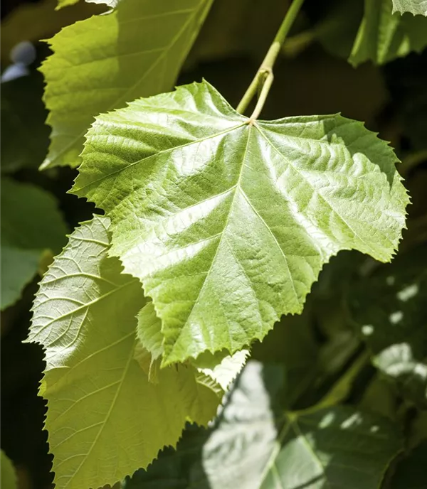 Tilia tomentosa