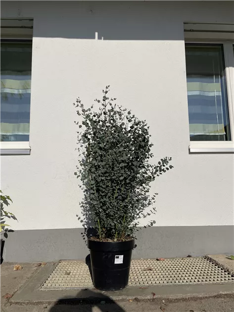 Portugiesischen Kirschlorbeer kaufen