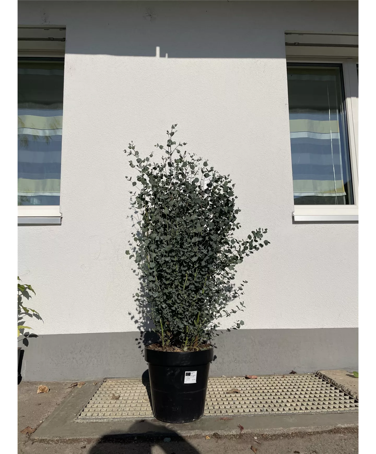 Eucalyptus gunnii - Heckenpflanze
