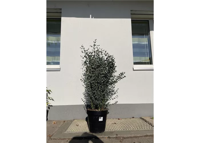 Eucalyptus gunnii - Heckenpflanze
