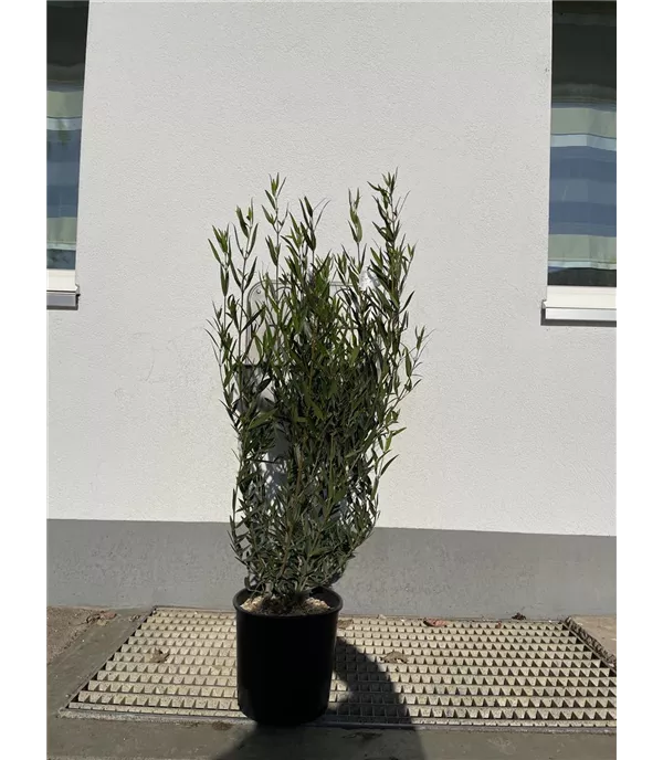 Phillyrea angustifolia - Heckenpflanze