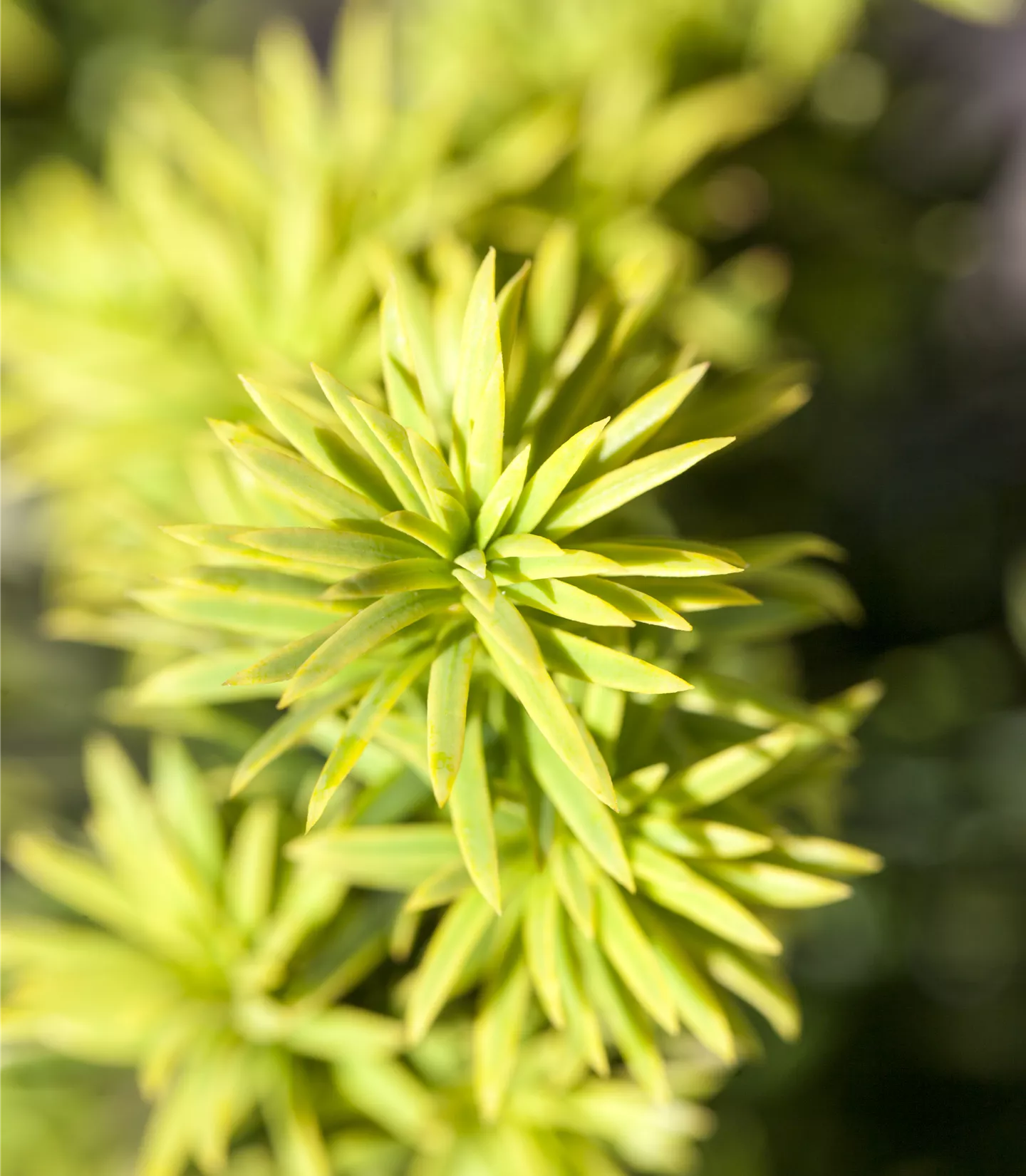 Taxus baccata 'Washingtonii'