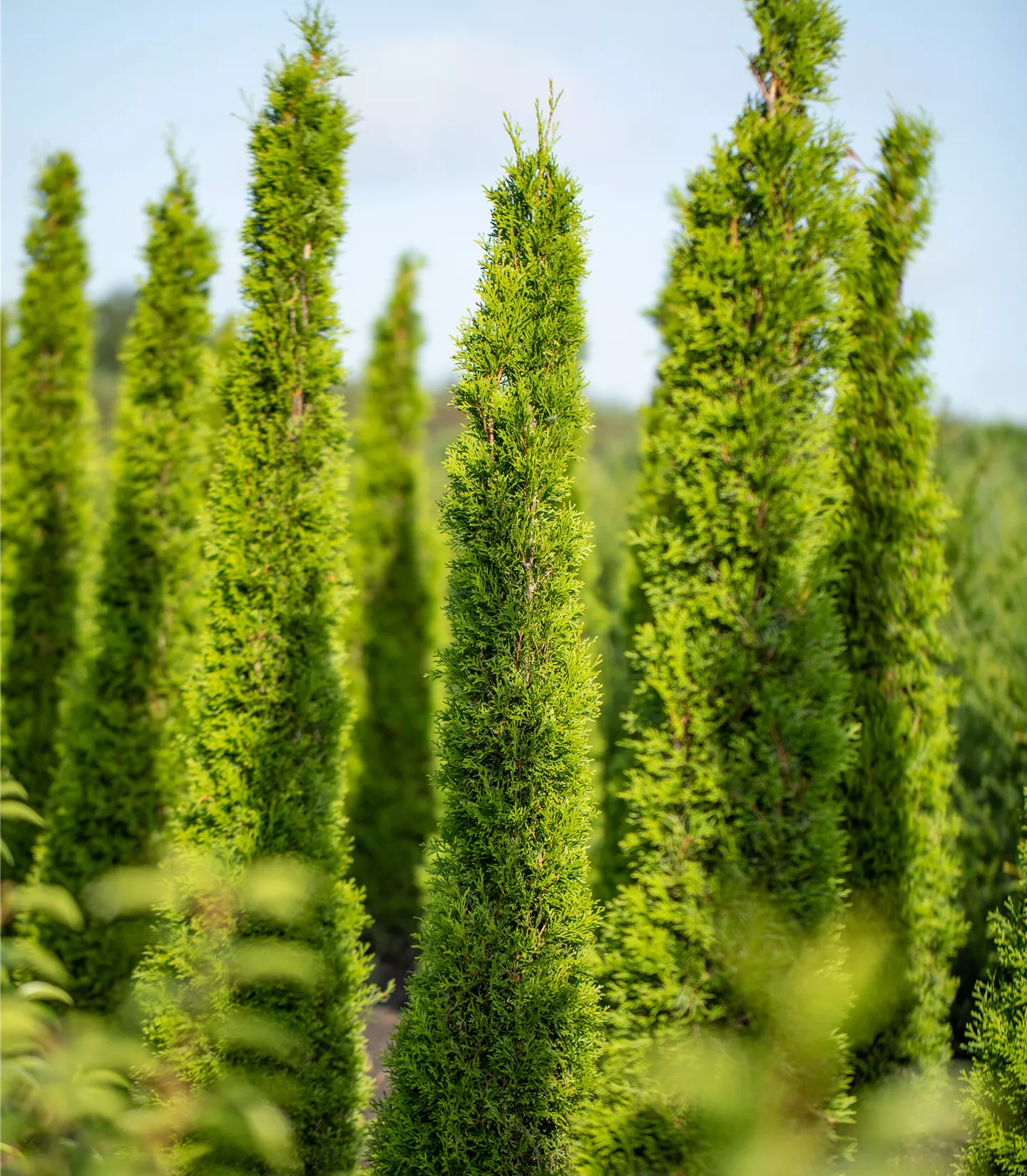 Cupressus sempervirens 'Stricta' Cupressus sempervirens 'Stricta'