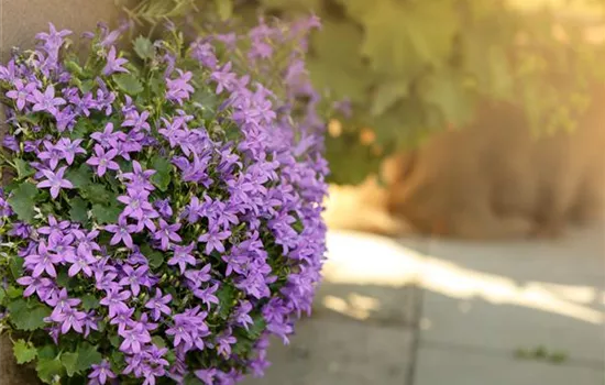 Campanula 'Birch Hybrid'