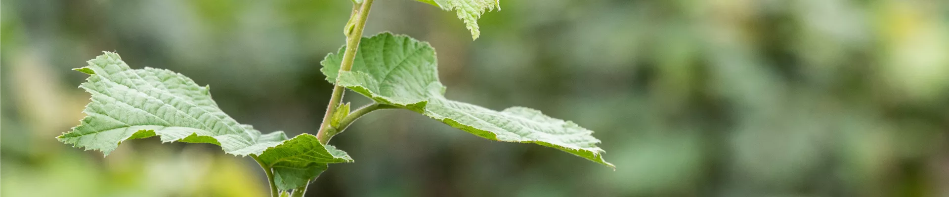 Bodendecker online kaufen | Bauer Baumschulen AG