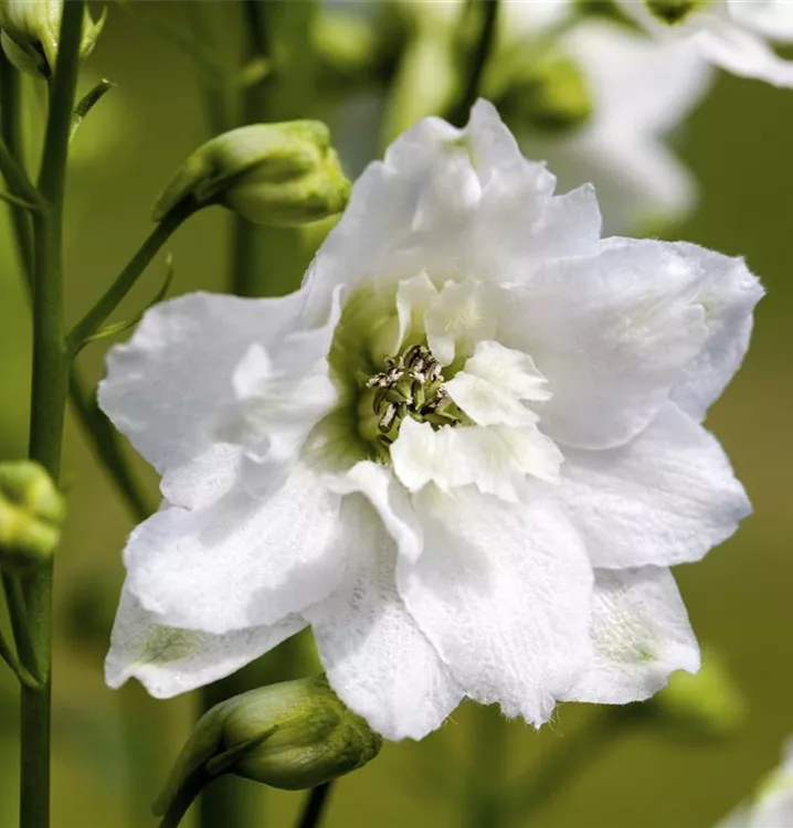 Pacific-Garten-Rittersporn 'Galahad' - Delphinium (Pacific-Gruppe) 'Galahad'