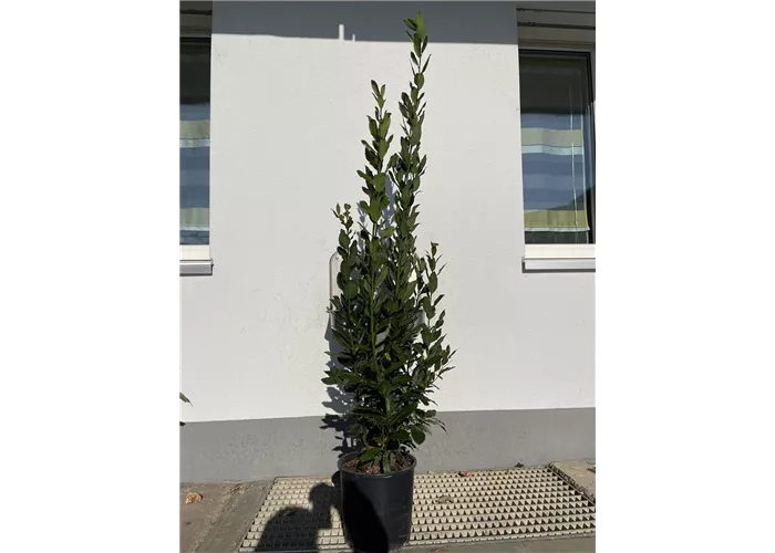 Laurus nobilis Heckenpflanze