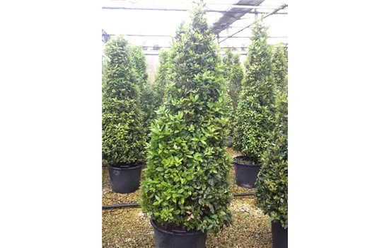 Laurus nobilis kegelförmig