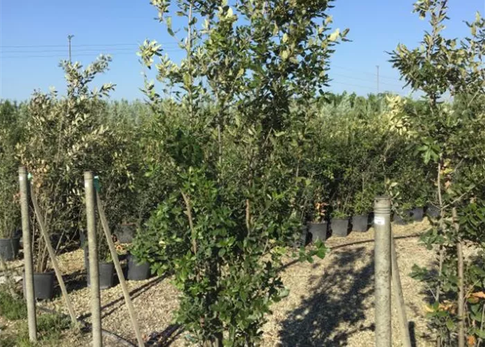 Quercus ilex Heckenpflanze