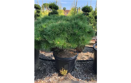 Pinus densiflora 'Umbraculifera'