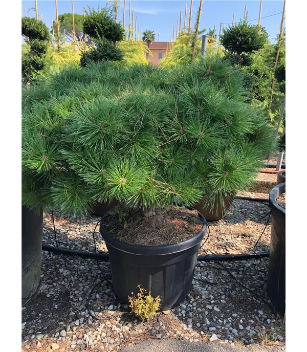 Pinus densiflora 'Umbraculifera'