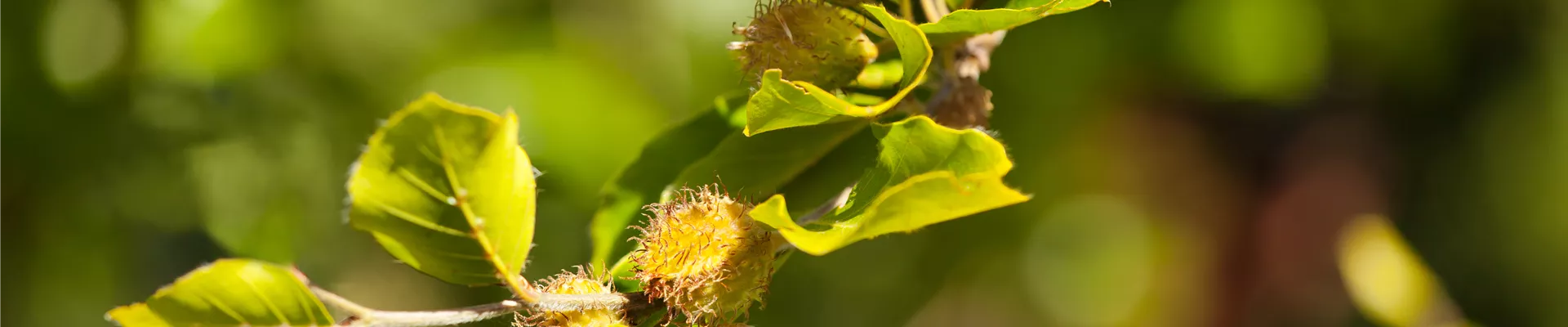 Fagus