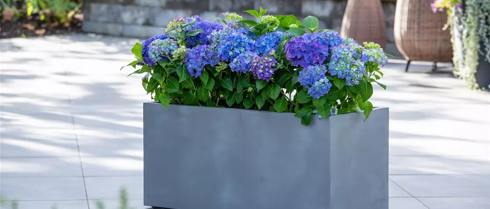 Blaue Hortensien im Kübel