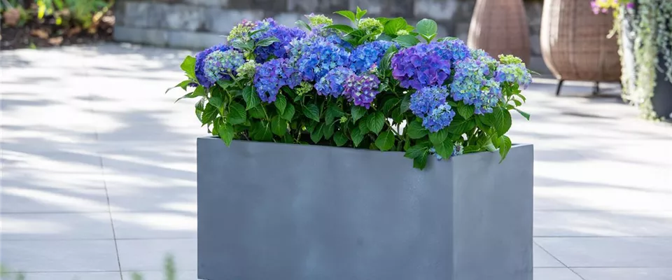 Blaue Hortensien im Kübel