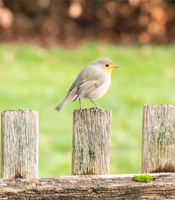 Tierschutz im Winter – So können Sie Tieren in Ihrem Garten helfen 