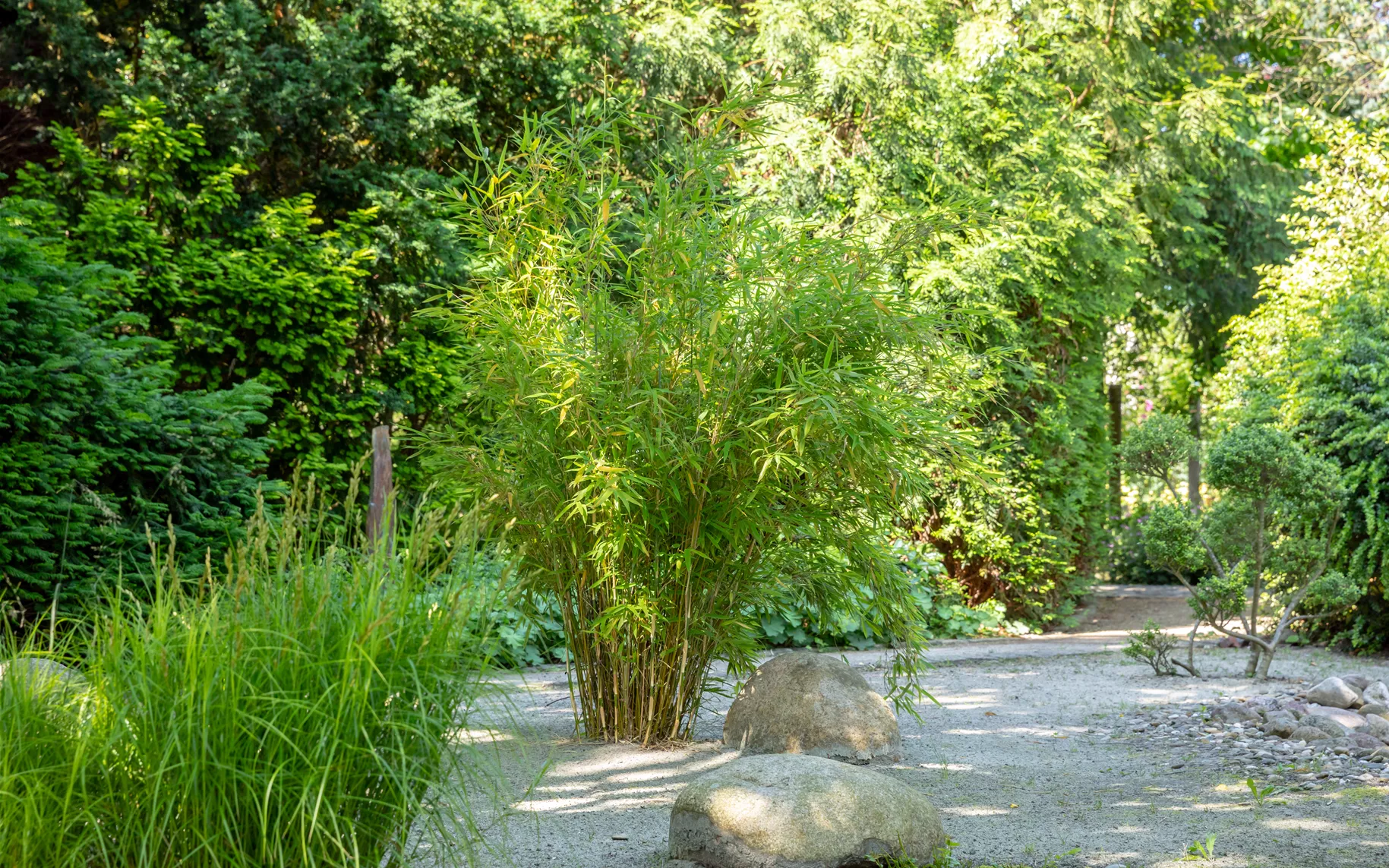 Asia-Garten mit Bambus