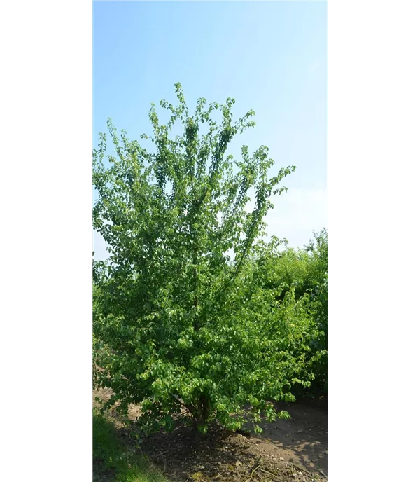 Prunus mahaleb