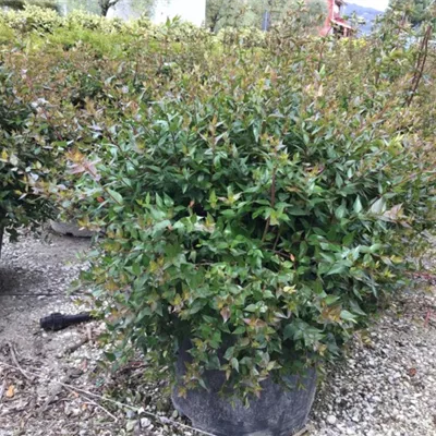 im Container 30 - 40 - Abelie - Abelia 'Edward Goucher'kugelförmig