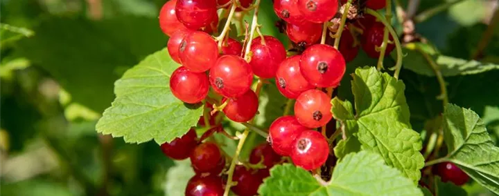 Ribes rubrum 'Jonkheer van Tets'