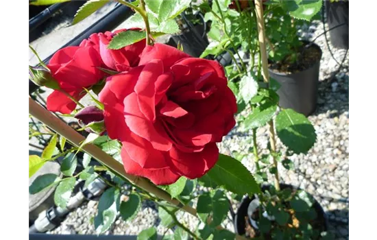 Rosa (Kletterrose) 'Sympathie'