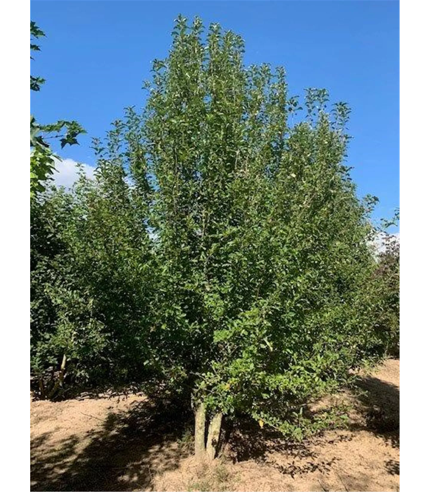 Malus sylvestris