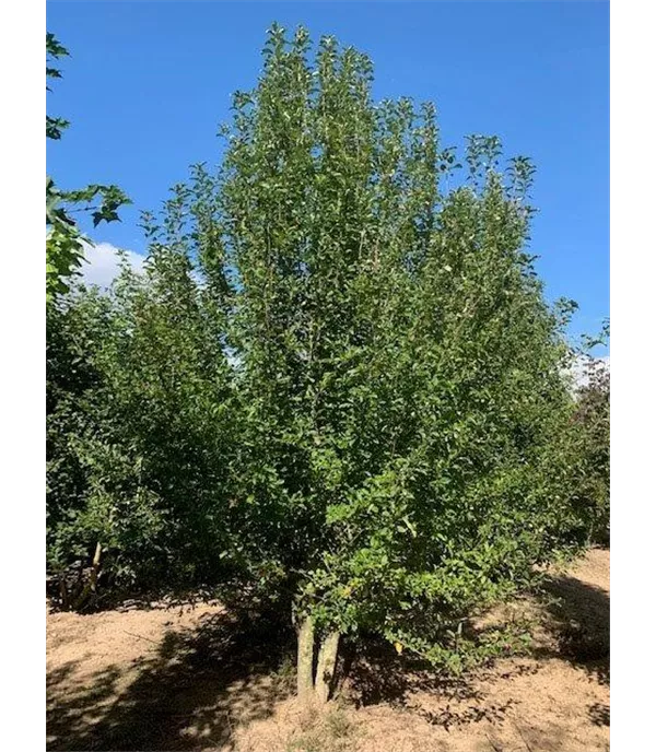 Malus sylvestris