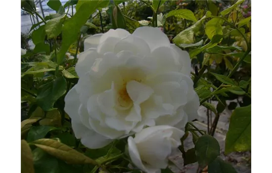 Rosa (Strauchrose) 'Schneewittchen'