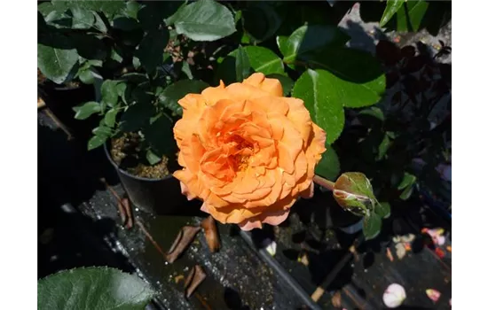 Rosa (Teehybride) 'Tea Time'