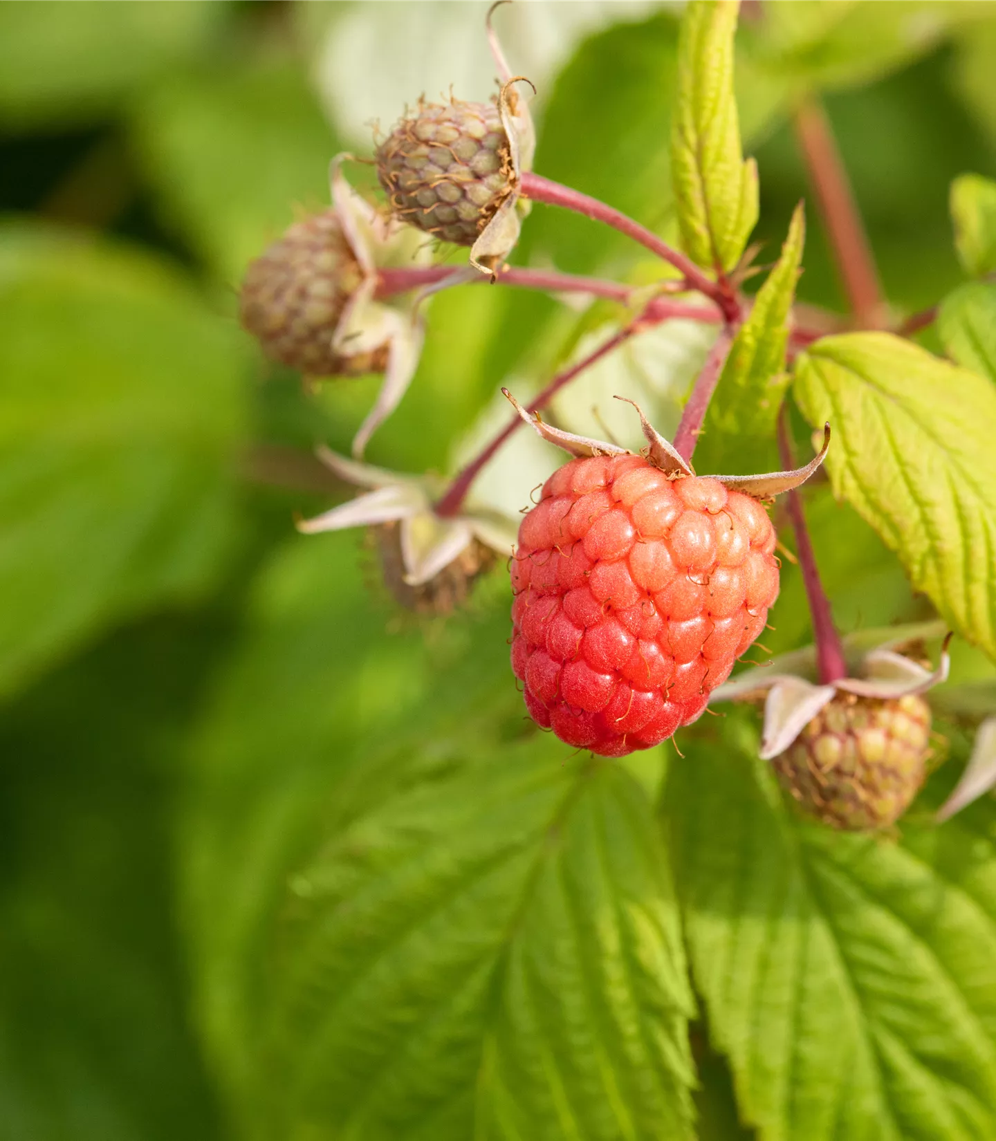 Rubus (Himbeere) 'Autumn Bliss'