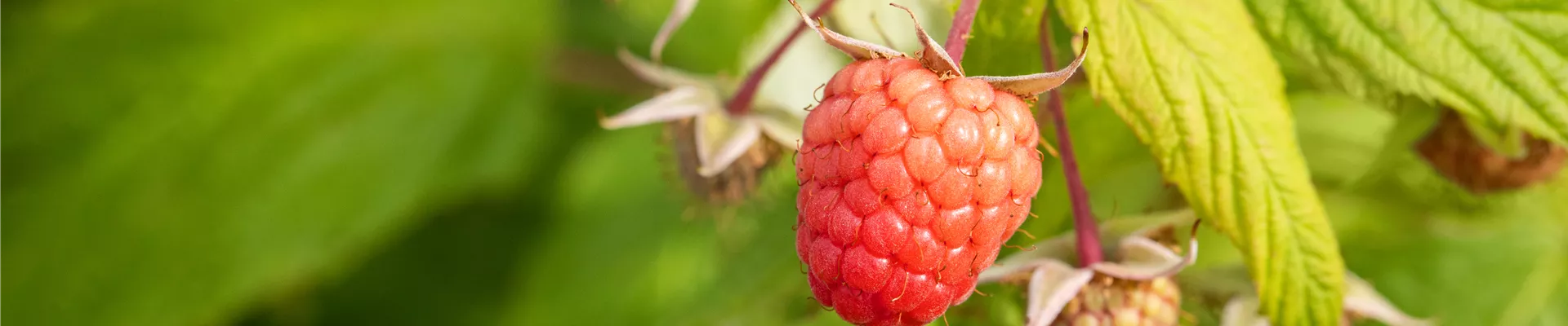 Bodendecker online kaufen | Bauer Baumschulen AG Bodendecker online kaufen | Bauer Baumschulen AG