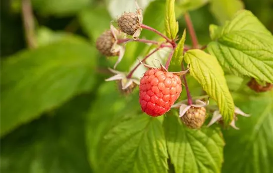 Rubus (Himbeere) 'Autumn Bliss'