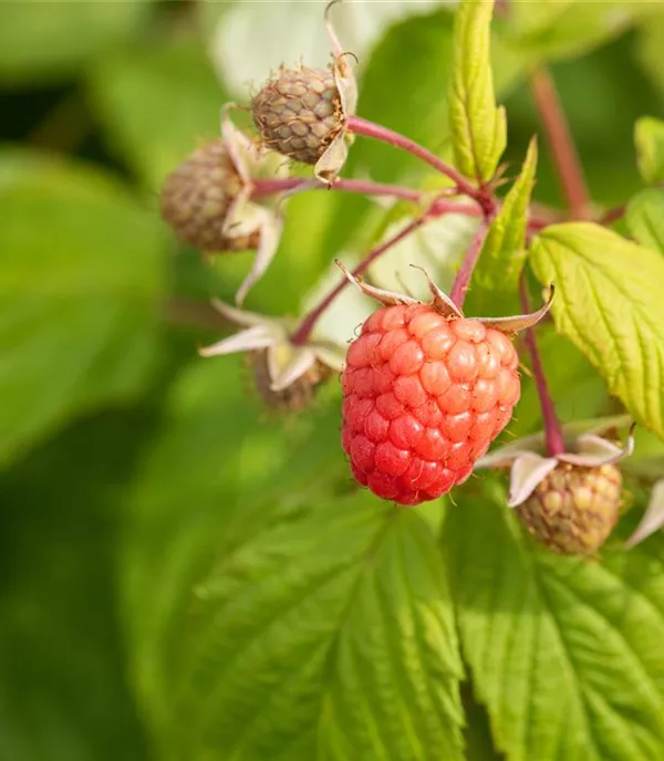 Rubus (Himbeere) 'Autumn Bliss'