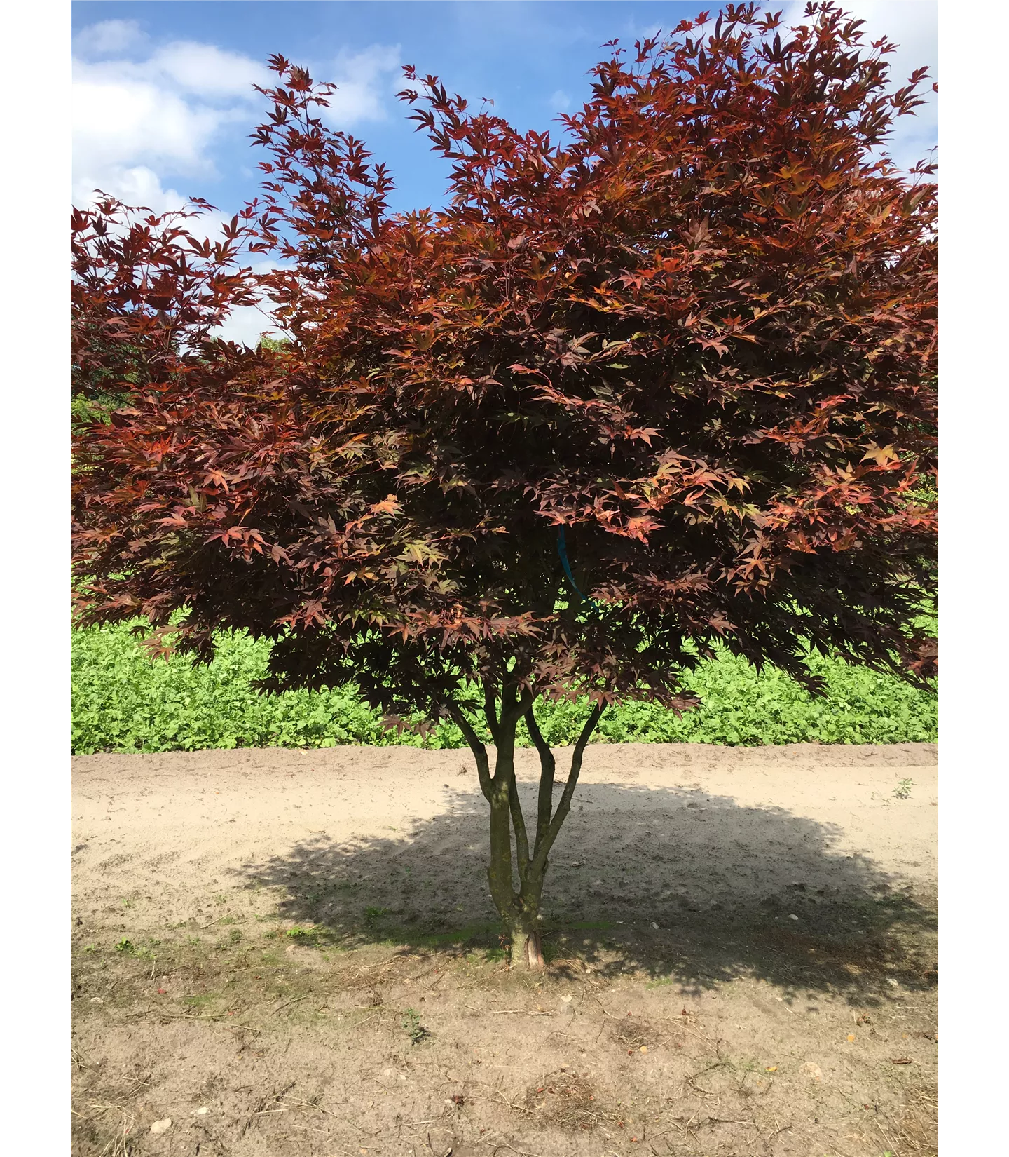 Acer palmatum 'Fireglow' Schirmform