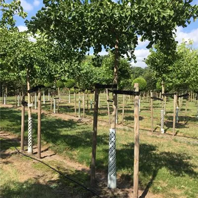 Hochstamm mit Ballen Stammumfang 14 - 16cm - Mädchenhaarbaum - Ginkgo biloba dachförmig