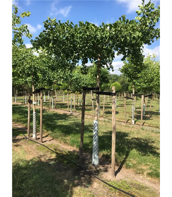 Ginkgo biloba dachförmig