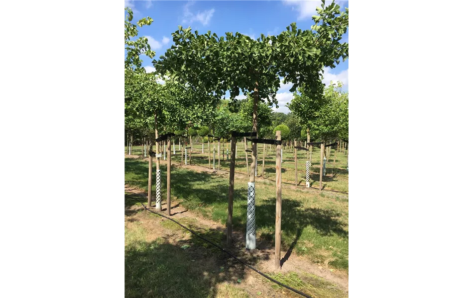 Ginkgo biloba dachförmig Ginkgo biloba dachförmig