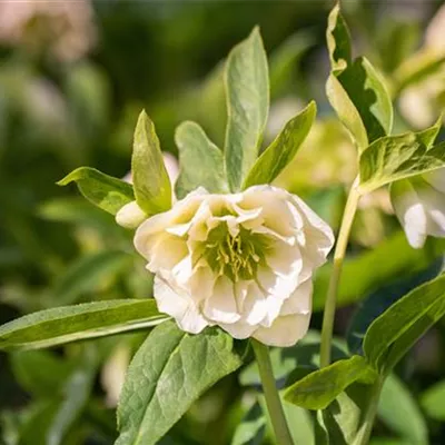 Topfgrösse 1 Liter - Christrose - Helleborus orientale 'Double Ellen White'