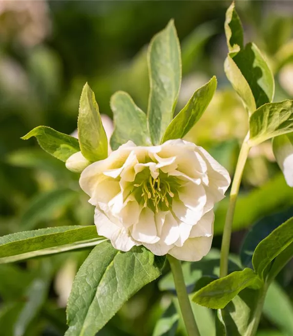 Helleborus orientale 'Double Ellen White'