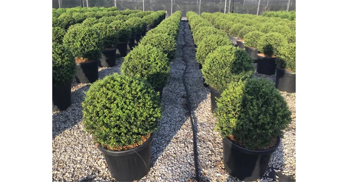 Ilex crenata 'Blondie' Kugel, Stechpalme