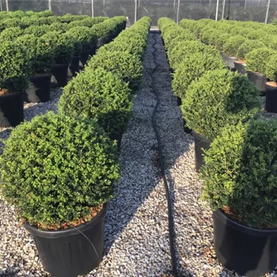 Container 40 - 50 - Stechpalme - Ilex crenata 'Blondie' Kugel