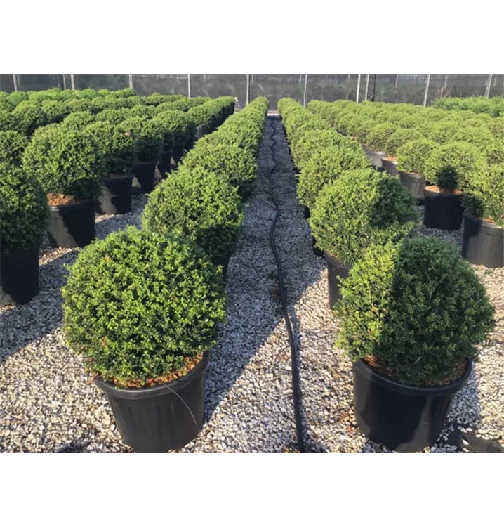 Stechpalme - Ilex crenata 'Blondie' Kugel