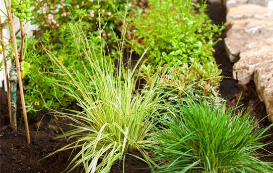 Molinia caerulea 'Variegata'