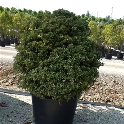 im Container 50 - 55 - Duftblüte - Osmanthus heterophyllus Kugel