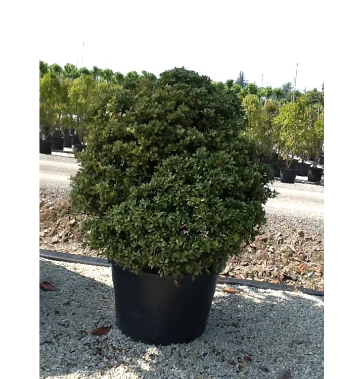 Duftblüte - Osmanthus heterophyllus Kugel