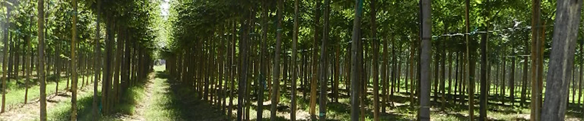 Bodendecker online kaufen | Bauer Baumschulen AG Bodendecker online kaufen | Bauer Baumschulen AG